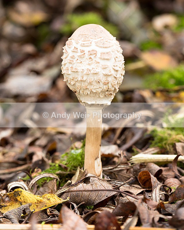 20141101-3K8A7023 - Fungii