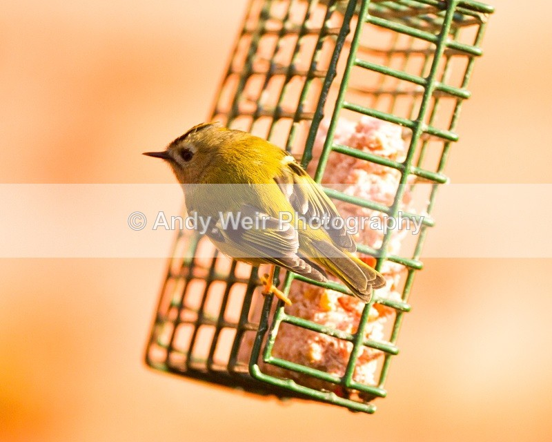 20110308-IMG_1860 - Wren & Goldcrest