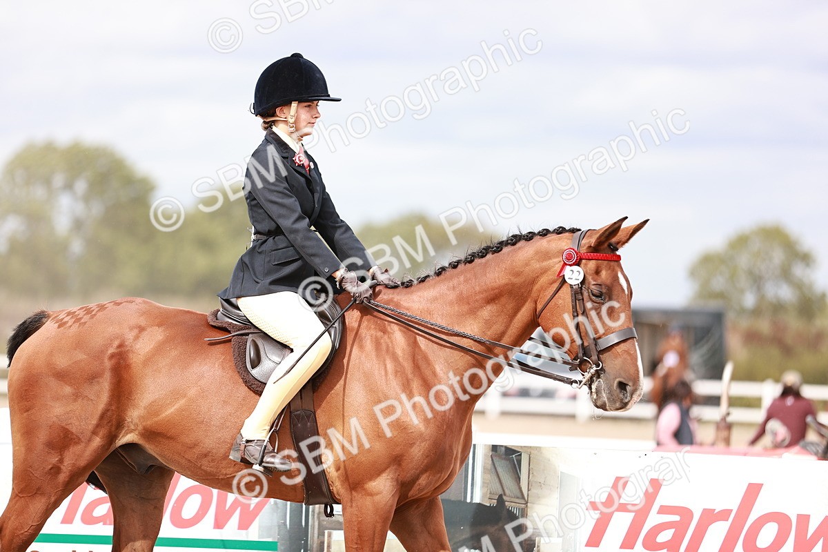 SBM_18290 - Class 417 - Handsome Gelding (IH or Ridden - JNR)