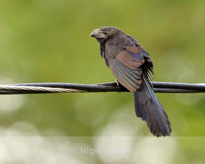 Groove-billed Ani perched on a cable at El Sol, near Monteverde - Groove-billed Ani
