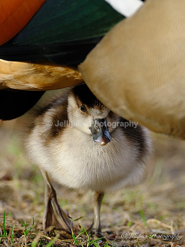  - Wildlife and Nature