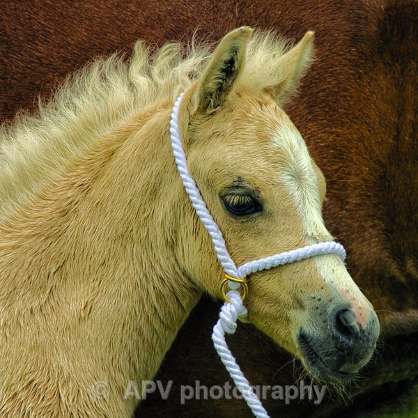 Welsh pony Foal - Square Cards