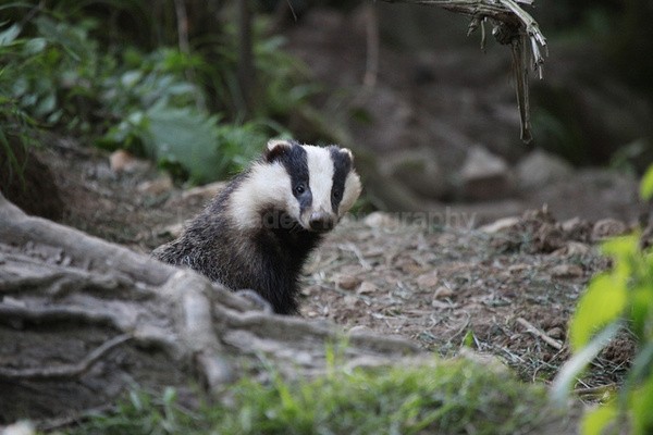  - Wildlife, Mammal Photography, Great Britain