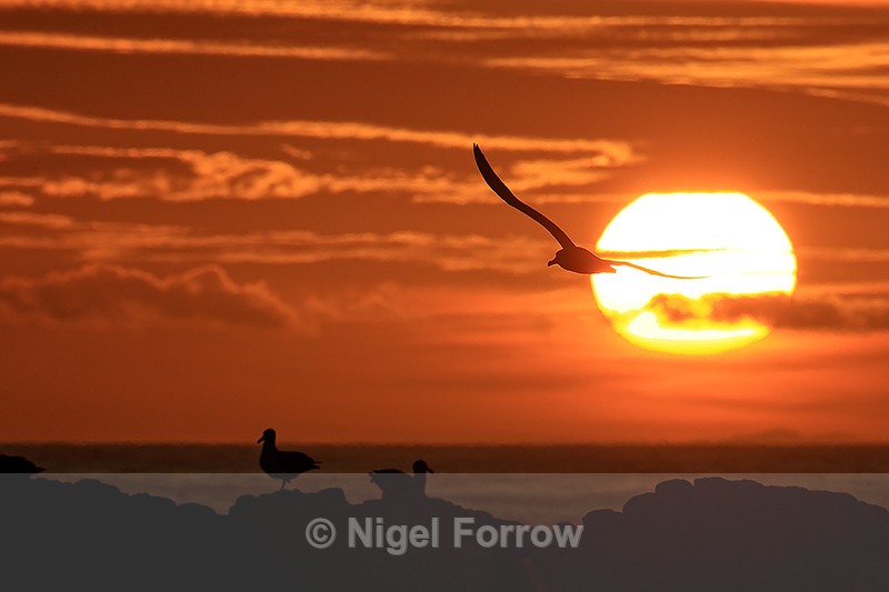 Flying Black-browed Albatross passing setting sun, Steeple Jason - Black-browed Albatross