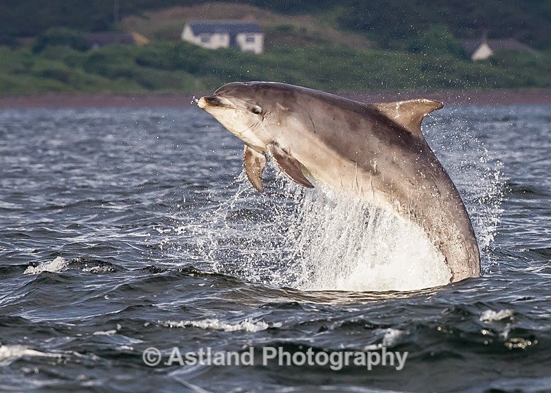 Astland Photography, Bird and Wildlife Images, Susan and Peter Wilson, U.K.