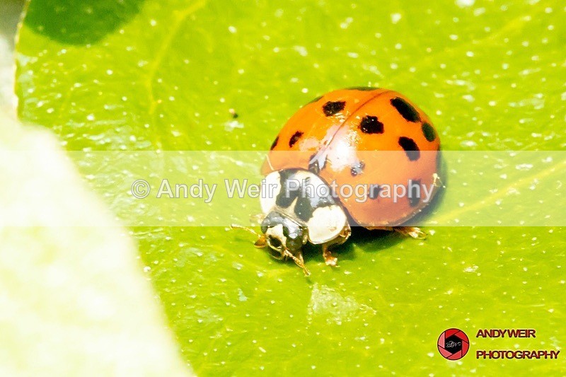 190430-untitled-1L4A1075 - Insects