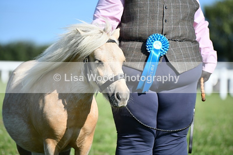 DSC_5739 - Class 49: NPS Shetland Youngstock