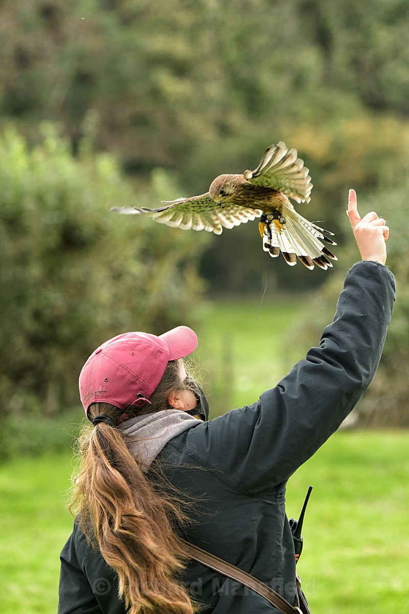  - West of England Falconry