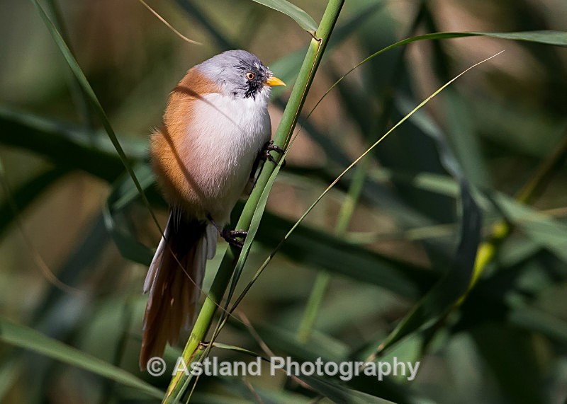 Astland Photography, Bird and Wildlife Images, Susan and Peter Wilson, U.K.