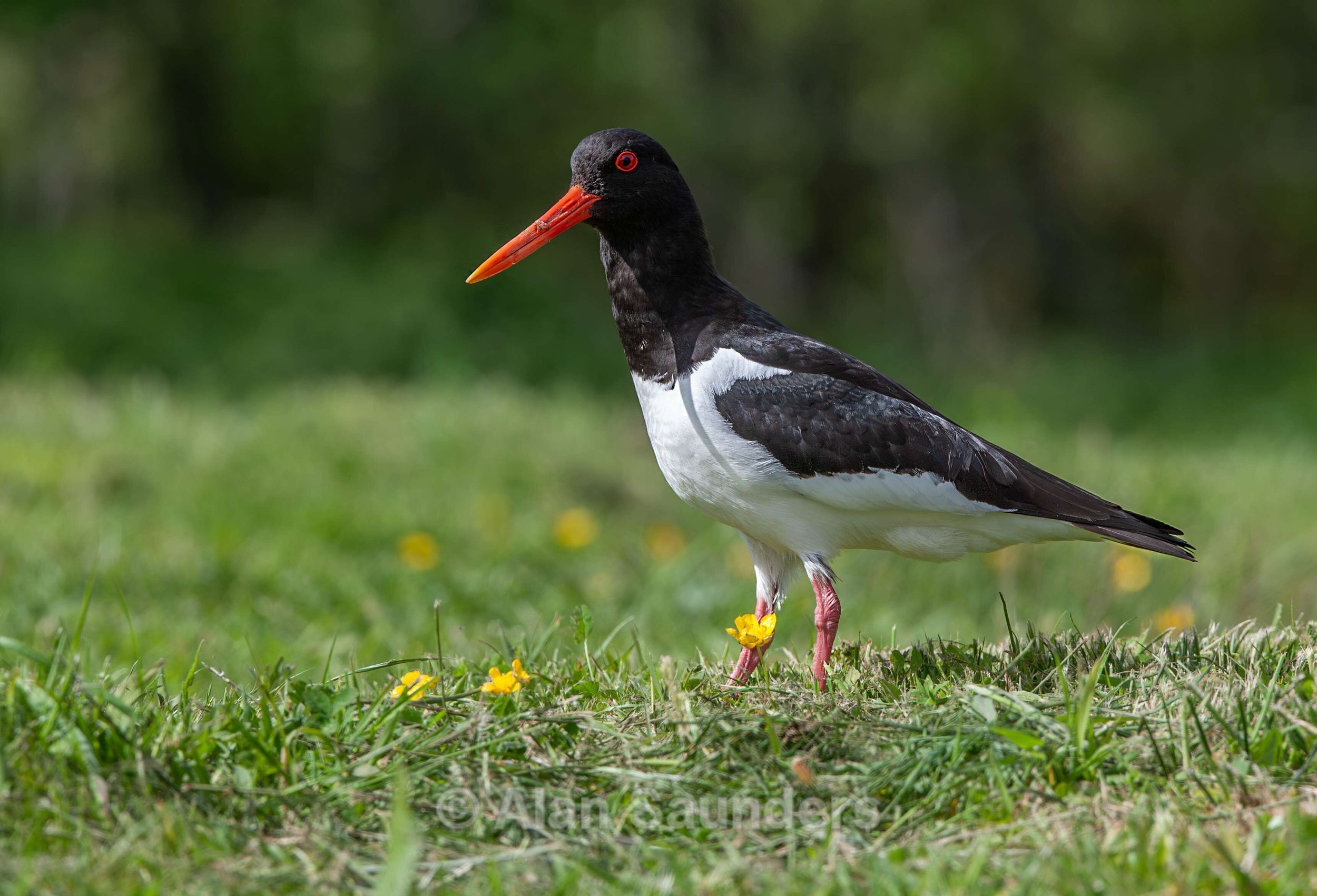 Oystercatcher 13