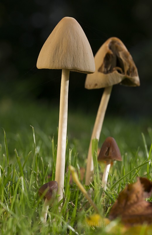 Fungi at Cholmondeley Castle, Cheshire - FUNGI (MUSHROOM) IMAGES