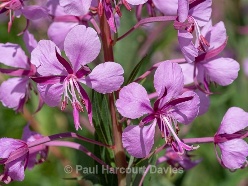 Rose-bay willowherb (Epilobium angustifolium)  - Wild Flowers - 2