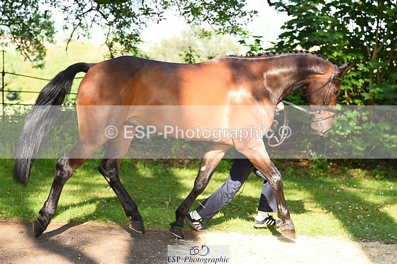 230524-172508-01494 - 174-LANCELOT_BMG-Alfie_Marshall-WEDTrotUp+DR