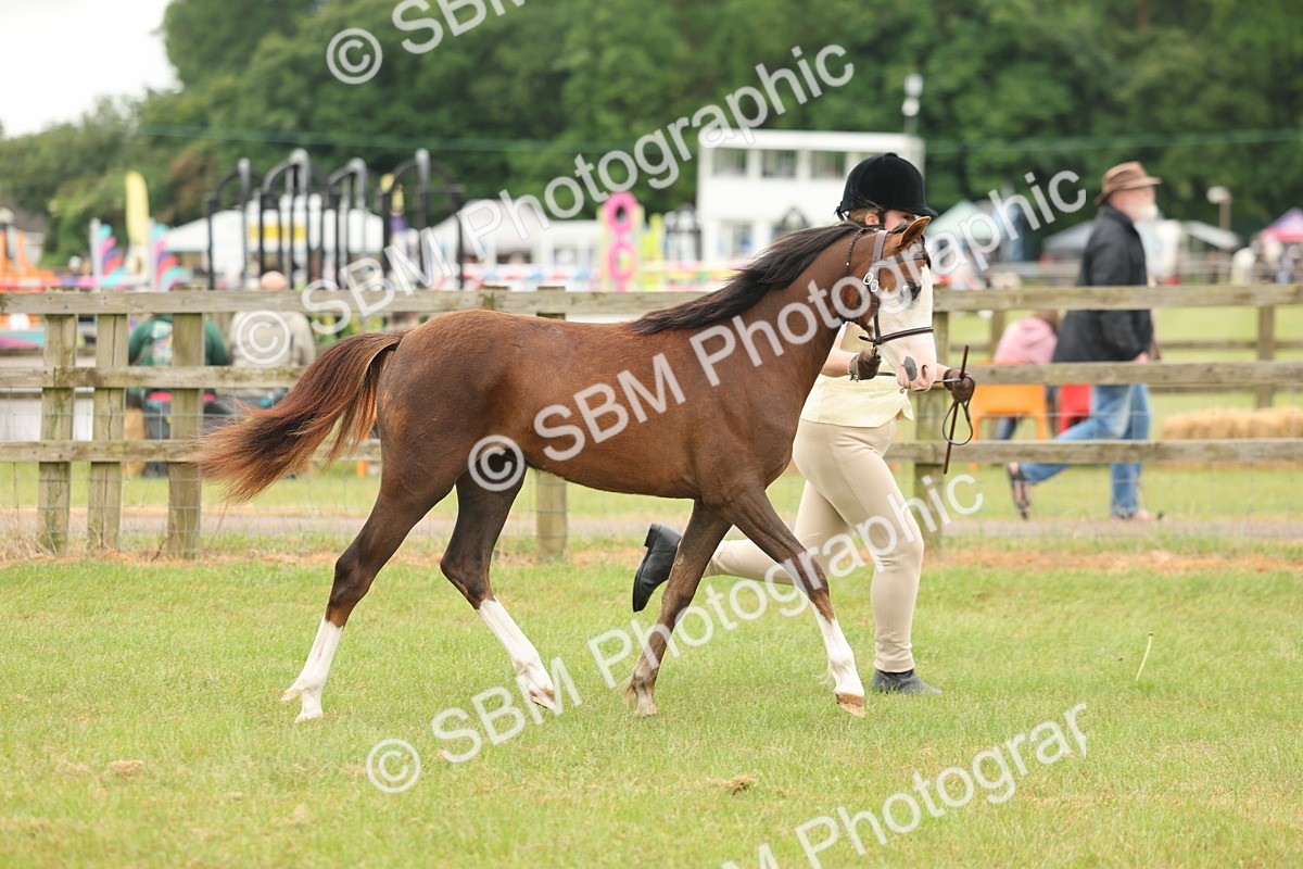 SBM_02170 - Class 50-57 - M&M Welsh Pony In Hand