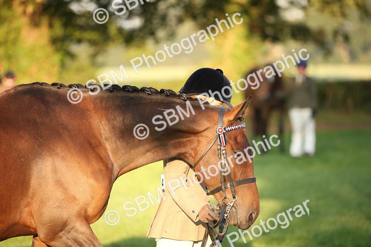 SBM_56856 - S49 - Riding Horse & Hack & Thoroughbred In Hand