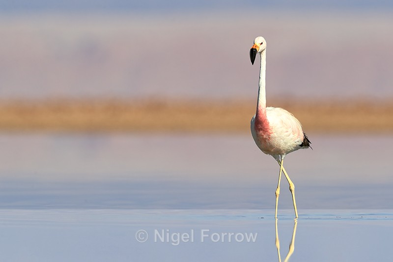 Andean Flamingo at Laguna Chaxas, Chile - Andean Flamingo
