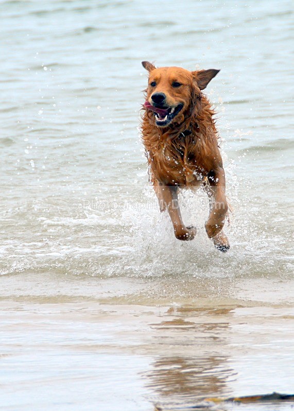  - Golden Retrievers