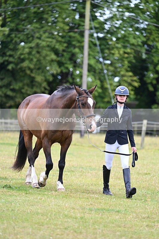 WJ7_6930 - Class 5a Most Handsome Gelding in Hand
