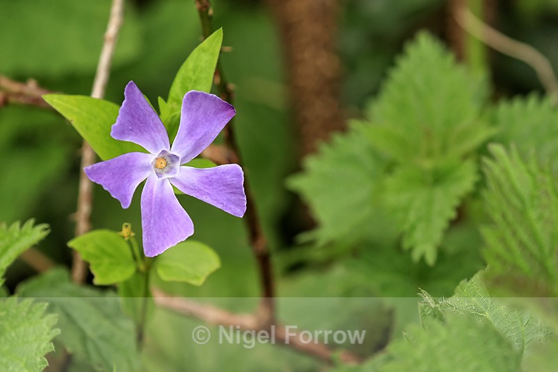 Lesser Periwinkle flower among Nettles, Hill Bottom, Dorset - PLANTS