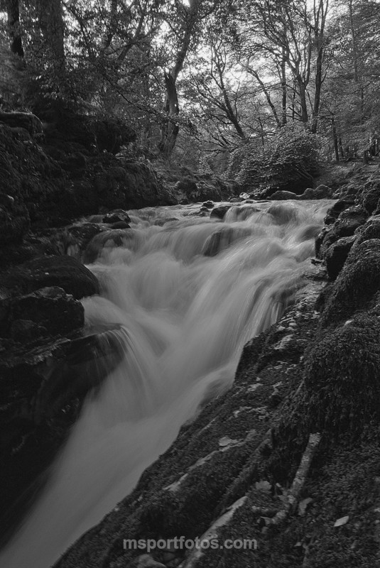 Shimna River, TollymorePark - Irelands landscapes