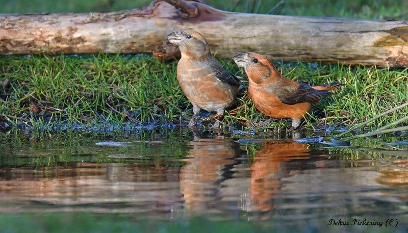Parrot Crossbill - Birds