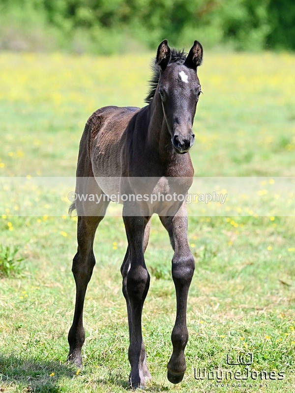 WJ6_4102 - Lyford Stud - Foals 01-06-25
