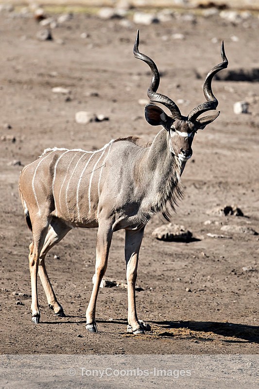 Kudu  (bull) - Etosha National Park ~ Mammals