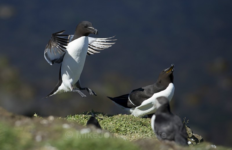 Razorbill, Lunga, Treshnish Isles, Inner Hebrides, Scotland - ISLE OF MULL WILDLIFE, Wildlife images from the Inner Hebrides