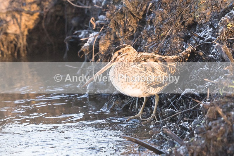 20161129-8E0A3207 - Waders