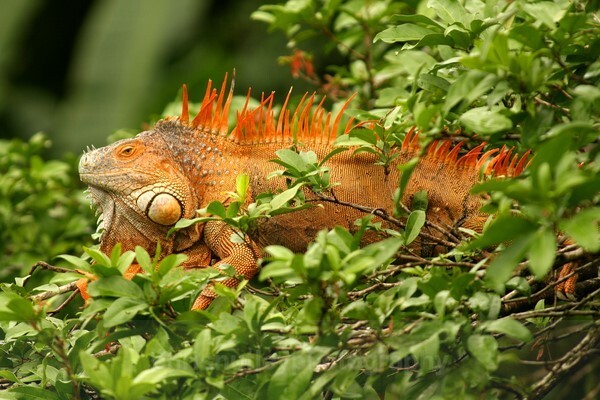  - Reptiles and Amphibians