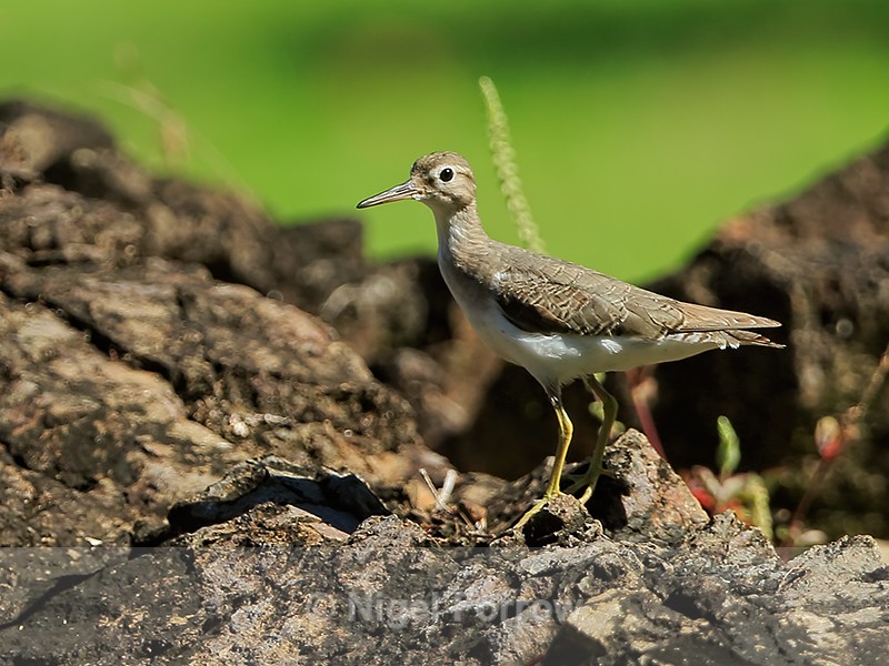 Spotted Sandpiper perched on rock, Casa Corcovado, Costa Rica - Spotted Sandpiper