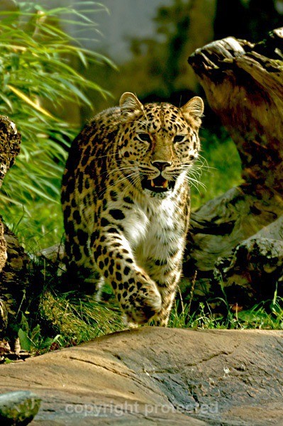 Amur leopard - Milena (Colchester Zoo) - Amur Leopards