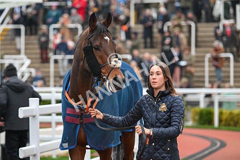 151124-Race 6-Paddock-Bright Legend-8598 - Race 6