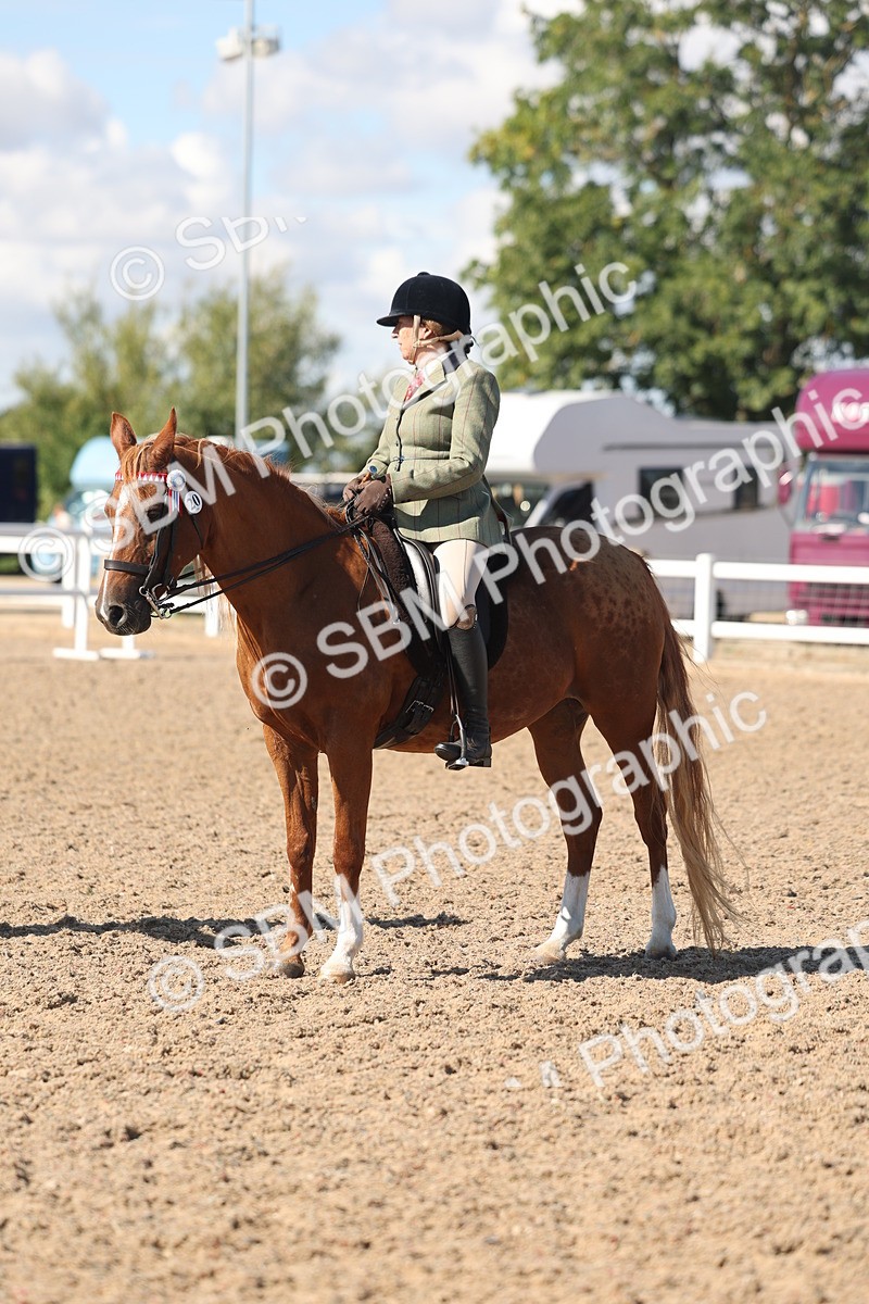 SBM_13085 - Class 305 - Ridden Foreign Breed Pure Bred
