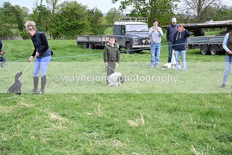 WJ6_8770 - Class 8 Best Working / Gun Dog or Bitch