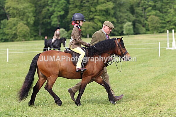 IMG_2310 - Working Hunter
