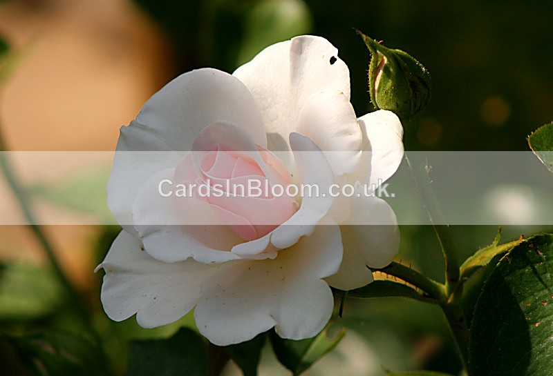 Rose Peace 1 - ROSES