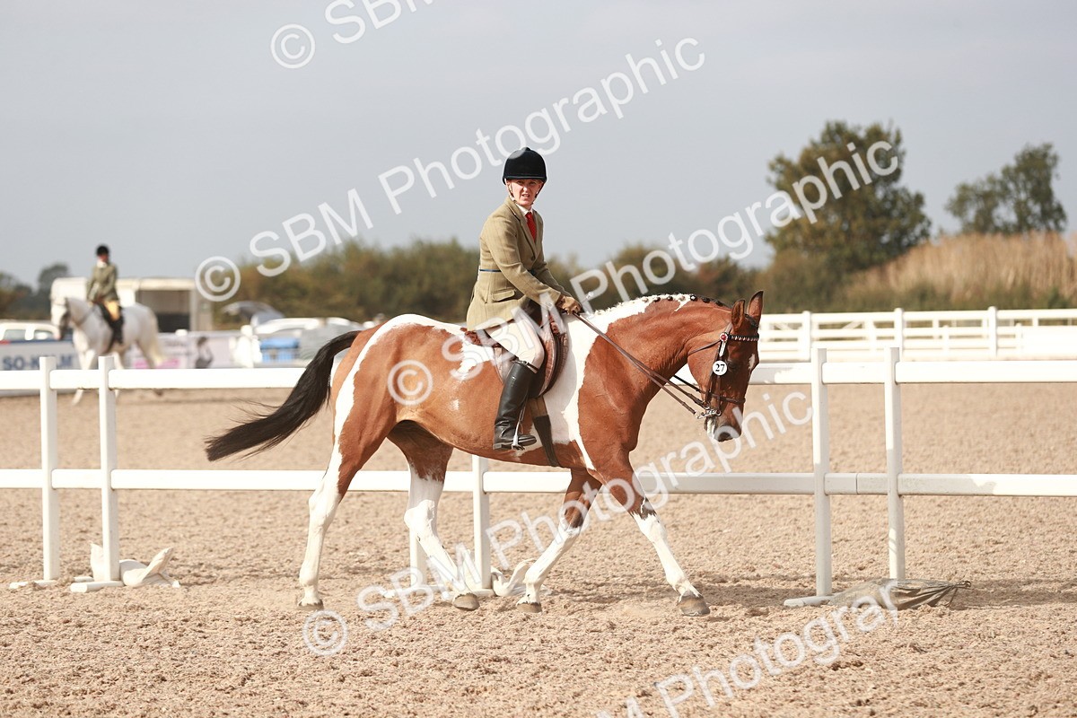 SBM_17474 - Class 215 Ridden Hack/ Riding Horse