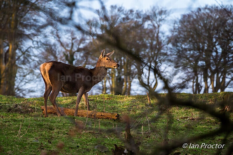 Red Deer hind in first light - Nature