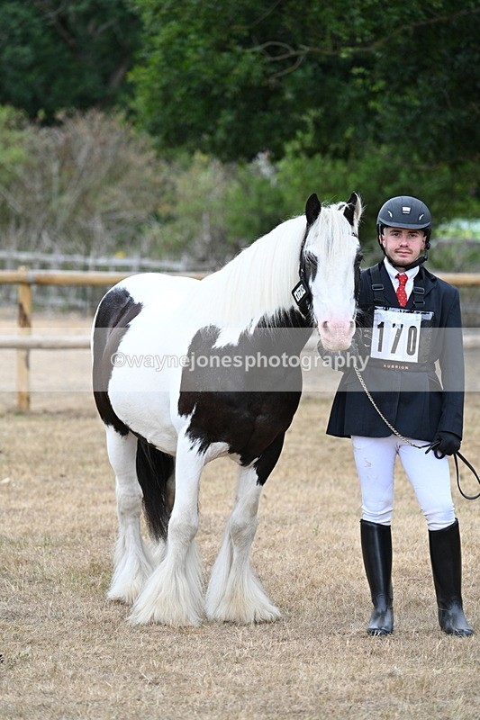 WJ7_9480 - Class 5 Most Handsome Gelding (up to 14.2hh)