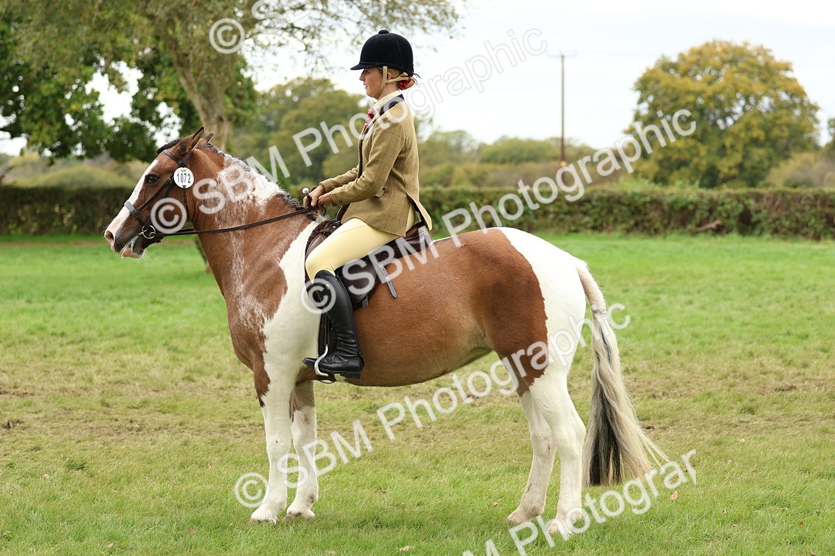 SBM_65211 - S59 - Part Bred Arab & Native Pony Ridden