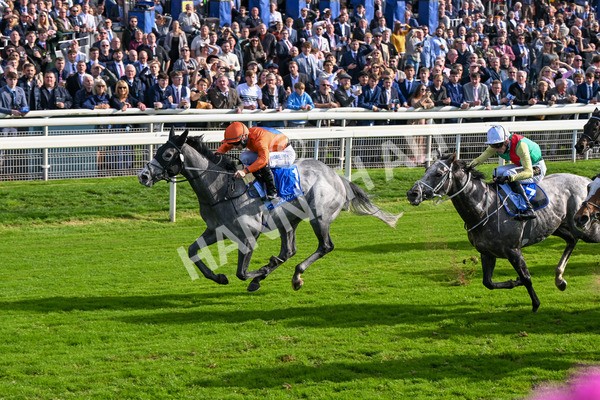 111025-Race 2-Grey Cuban-8329 - Race 2 Coral 'Pipped At The Post' Handicap at York