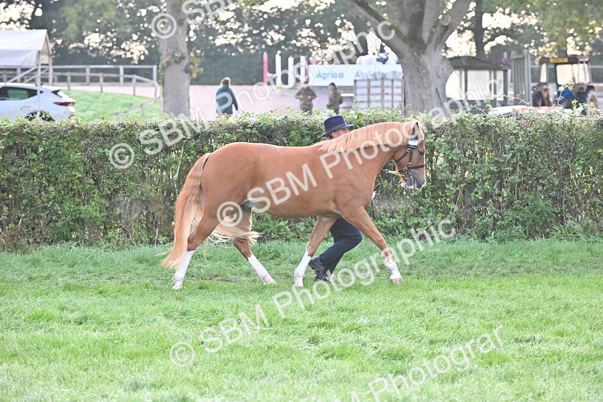 SBM_54610 - S44 - Youngstock In Hand