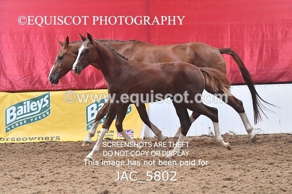 JAC_5802 - 11 Pandora of Westoak
