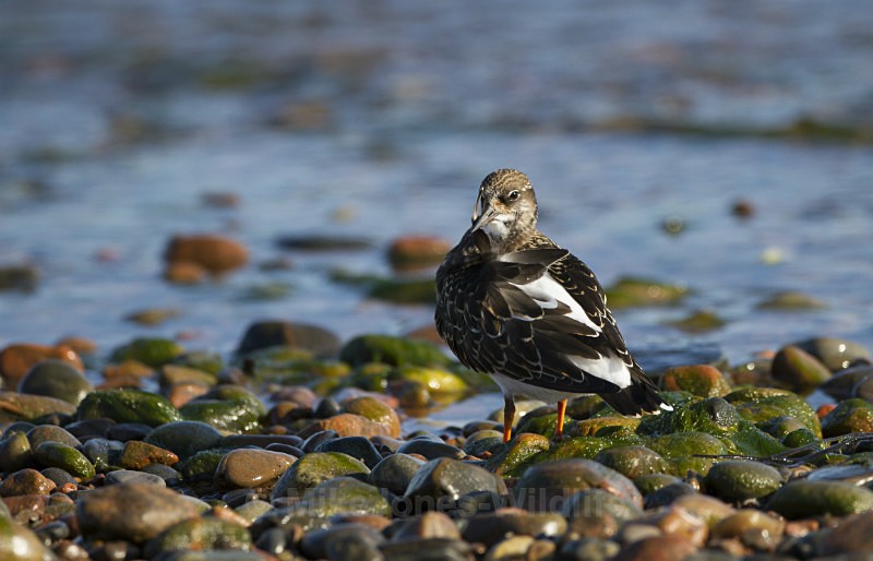 Turnstone, Chanonry Point, Moray Firth, Scotland - Turnstone, Chanonry point, Moray firth, Scotland