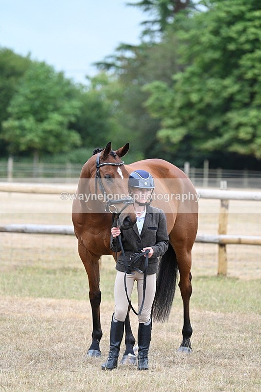 WJ7_9903 - Class 5a Most Handsome Gelding (above 14.2hh)