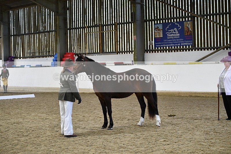 WJ5_4370 - Class 6 In hand M&M - Large Breeds