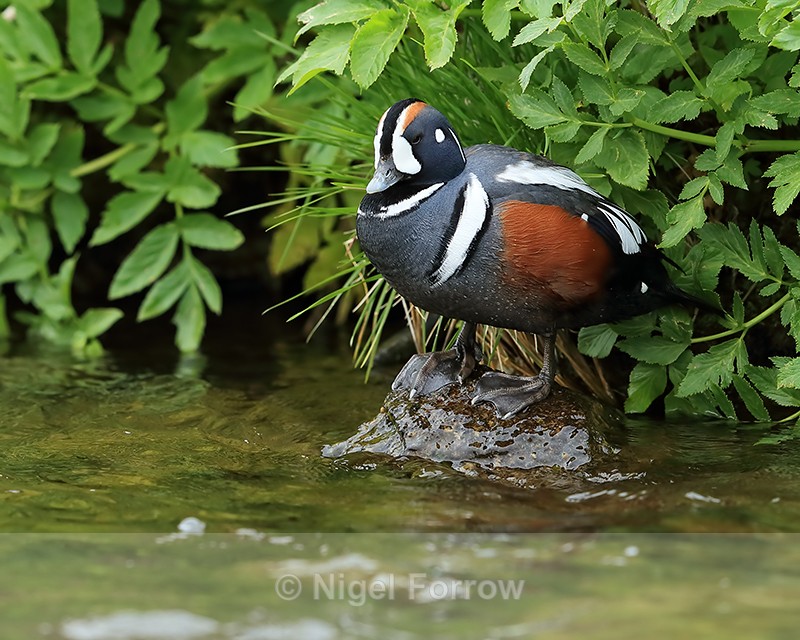 Harlequin Duck (male) standing on rock, River Laxa, Iceland - Harlequin Duck