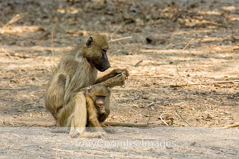 Baboon - Mana Pools ~ The Mammals