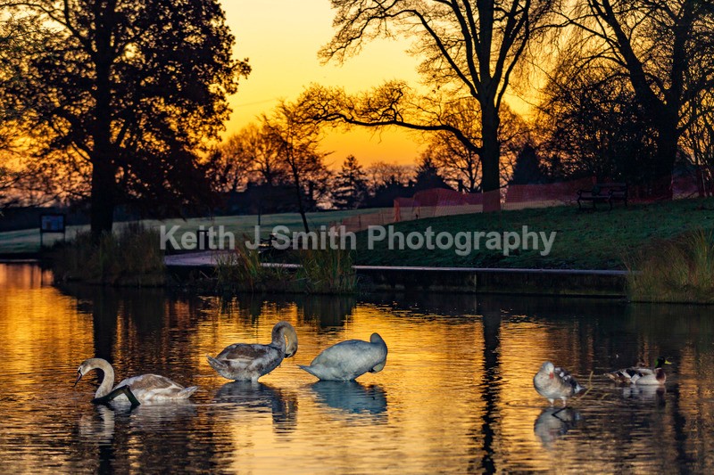 4KJS1693 - Trees in Abington Park